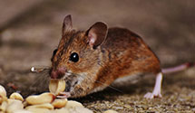 Find Exterminators in Bergen County